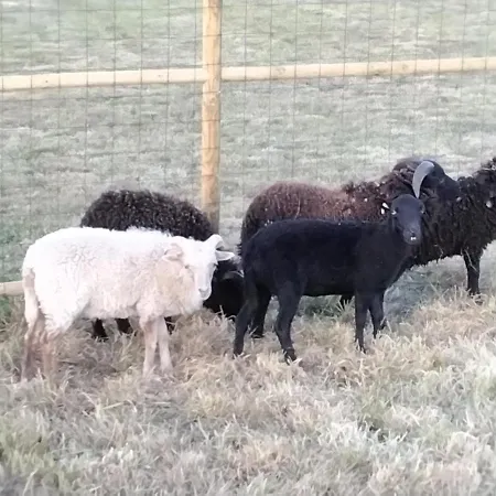 לינה וארוחת בוקר Domaine De La Lucarliere Saint-Cyr-des-Gats