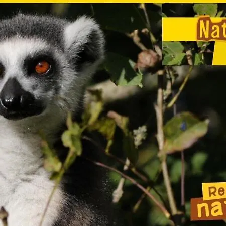 לינה וארוחת בוקר Domaine De La Lucarliere Saint-Cyr-des-Gats